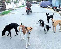 29 பேரை கடித்த தெருநாய்க்கு ரேபிஸ் நோய்