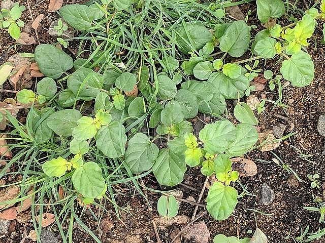 சிறுநீரக கற்களை கரைக்கும் மூக்கிரட்டை கீரை!