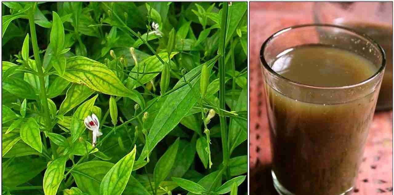 டெங்கு காய்ச்சலுக்கு மருந்தாகும் நிலவேம்பு குடிநீரும் மக்களின் அச்சமும்!