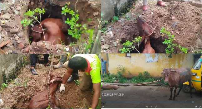 கழிவு நீ ர் தொட்டியில் விழுந்த பசு மாட்டை பத்திரமாக மீட்ட தீயணைப்பு துறை