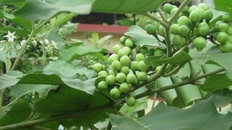 சுண்டைக்காயின் மருத்துவ பயன்கள் பற்றி அறிவோம்!