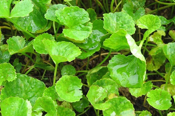 ஞாபக மறதி வராமல் தடுக்க இதை செய்யுங்க!