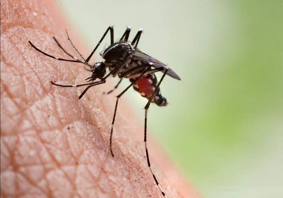 கொசு - டெங்கு