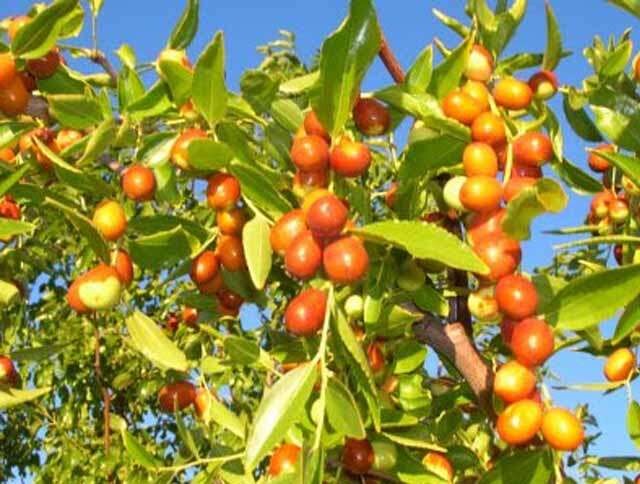இலந்தை பழத்தில் இத்தனை மருத்துவ குணங்களா?