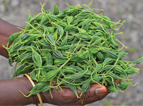 மார்கழி மாதத்தில் விளையும் அதலைக்காயின் அற்புத குணங்கள் பற்றி அறிவோம்!