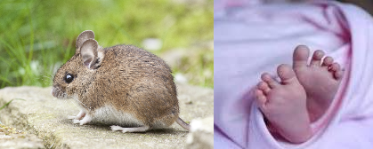 எலி கடித்து பலியான 40 நாள் பச்சிளங்குழந்தை.. தெலங்கானாவில் அதிர்ச்சி