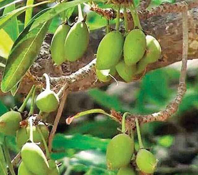 வேரிலிருந்து பழம் வரை மருத்துவ குணங்கள் கொண்ட இலுப்பை மரம்!