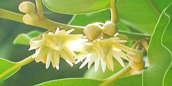 வேரிலிருந்து பழம் வரை மருத்துவ குணங்கள் கொண்ட இலுப்பை மரம்!