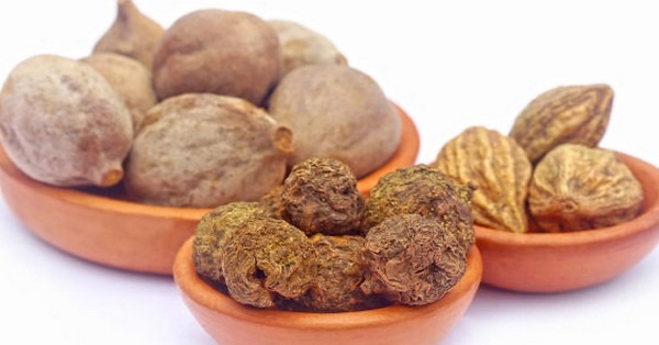 கடுக்காயின் மருத்துவ பயன்கள் பற்றி அறிவோம்!