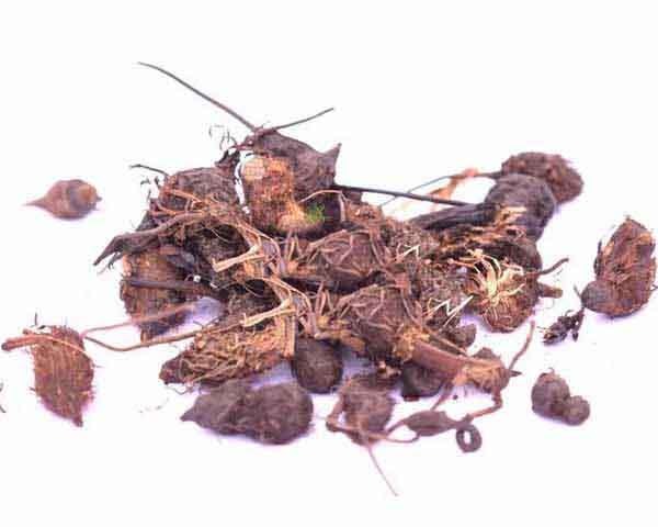 மலேரியா காய்ச்சலையும் குணப்படுத்தும் கோரைக்கிழங்கின் அற்புத குணங்கள்!