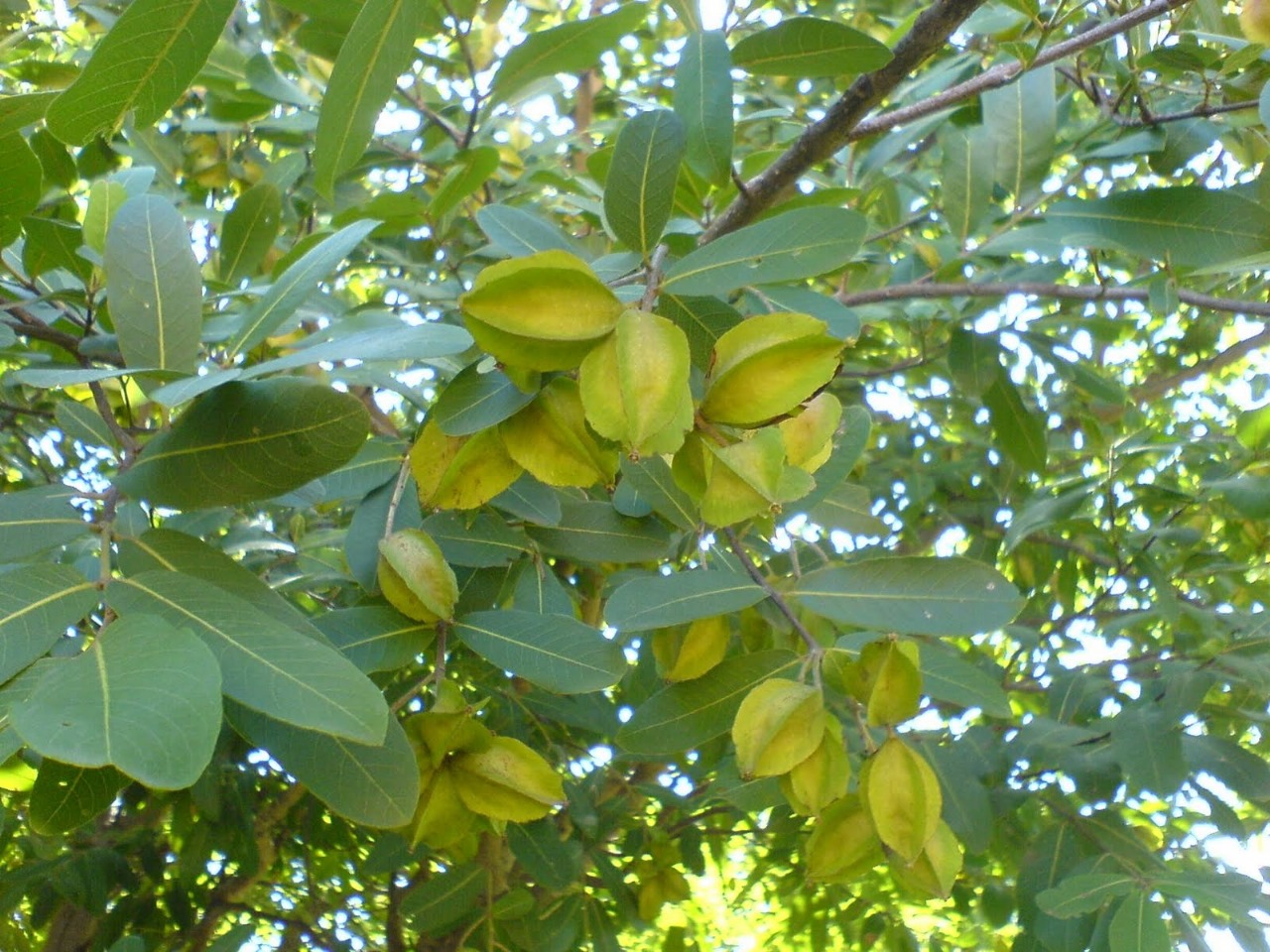 மருதம் பட்டையை பற்றி நீங்கள் தெரிந்து கொள்ள வேண்டியவை!
