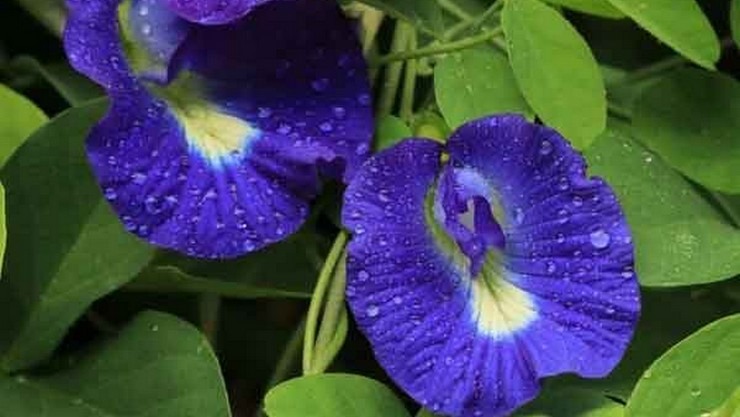 சகல வியாதிகளுக்கும் மருந்தாகும் சங்குப்பூ!