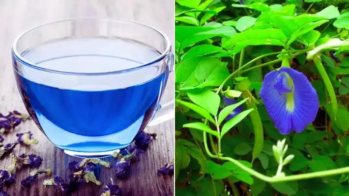 சங்குப்பூவின் மருத்துவ குணங்கள்!