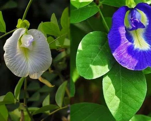 சங்குப்பூவின் மருத்துவ குணங்கள்!