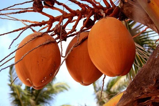 சுவையான இளநீர் பொங்கல் செய்வது எப்படி?