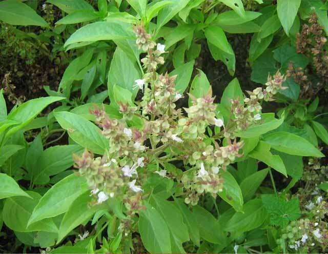 எளிமையான சில வீட்டு வைத்தியங்கள்!