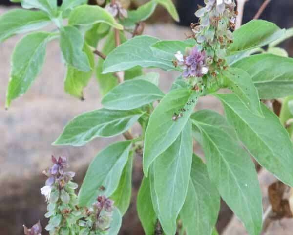 திருநீற்றுப் பச்சிலையில் இவ்வளவு மருத்துவ பயன்களா?