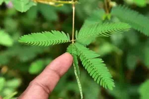 தொட்டால் சிணுங்கி மருத்துவ பயன்கள் பற்றி அறிவோம்!