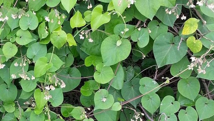 உத்தாமணி மூலிகையின் மருத்துவ குணங்கள்!