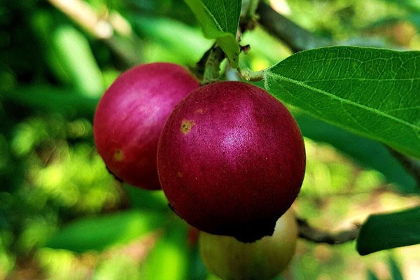 அழிஞ்சில் மூலிகையின் மருத்துவ பயன்கள் பற்றி அறிவோம்!