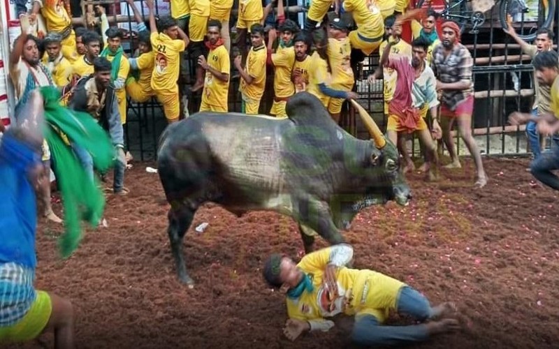 அவனியாபுரம் ஜல்லிக்கட்டுப் போட்டி கோலாகலம்!