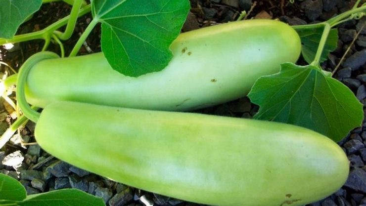 அவசரத்திற்கு உதவும் சில மருத்துவ குறிப்புகள்!