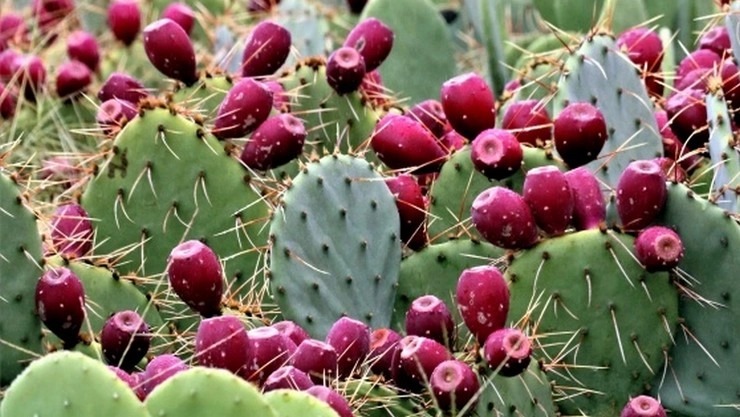 சப்பாத்திக்கள்ளி பழங்களின் அற்புத குணங்கள்!