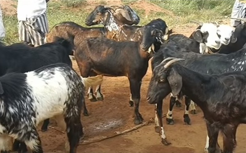 ஆட்டுச்சந்தையில் விற்பனை மந்தம்!