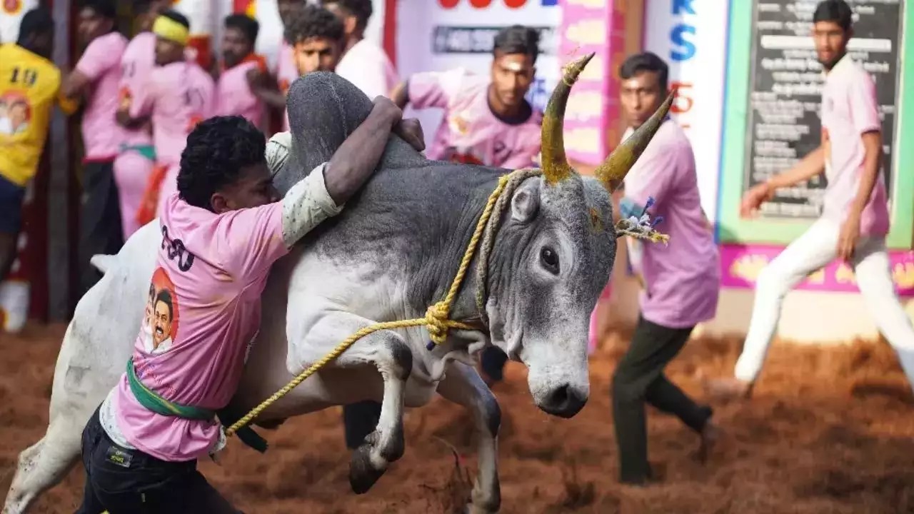 ஜல்லிக்கட்டு வின்னருக்கு அரசுப்பணி....முதல்வர், உதயநிதியிடம் கோரிக்கை வைத்த இயக்குனர் அமீர்!