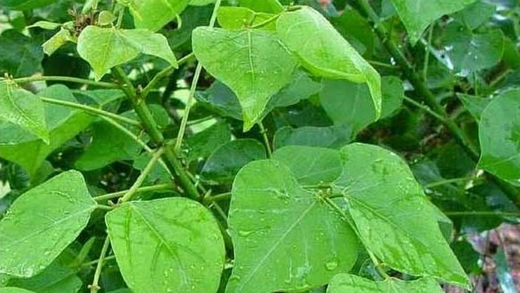 ஆரோக்கியமான கல்யாண முருங்கை அடை செய்யலாம் வாங்க!