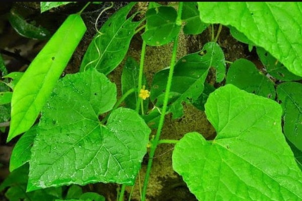 மழைக்காலங்களில் ஏற்படும் சளி, இருமல் தொல்லைக்கு முசு முசுக்கை கீரை!