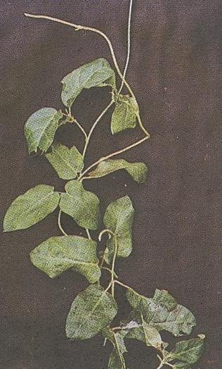 நஞ்சறுப்பான் மூலிகை பற்றி தெரியுமா?