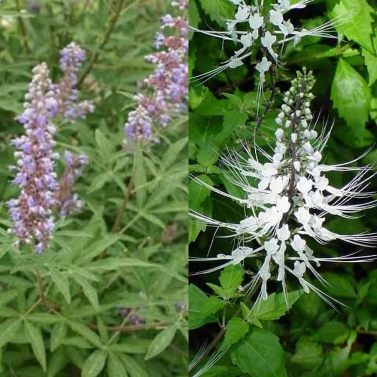 வீட்டில் வளர்க்க வேண்டிய மூலிகைகளும் அதன் பயன்களும்!