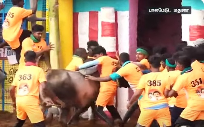 பாலமேடு ஜல்லிக்கட்டு- 8- ஆம் சுற்று விறுவிறு!