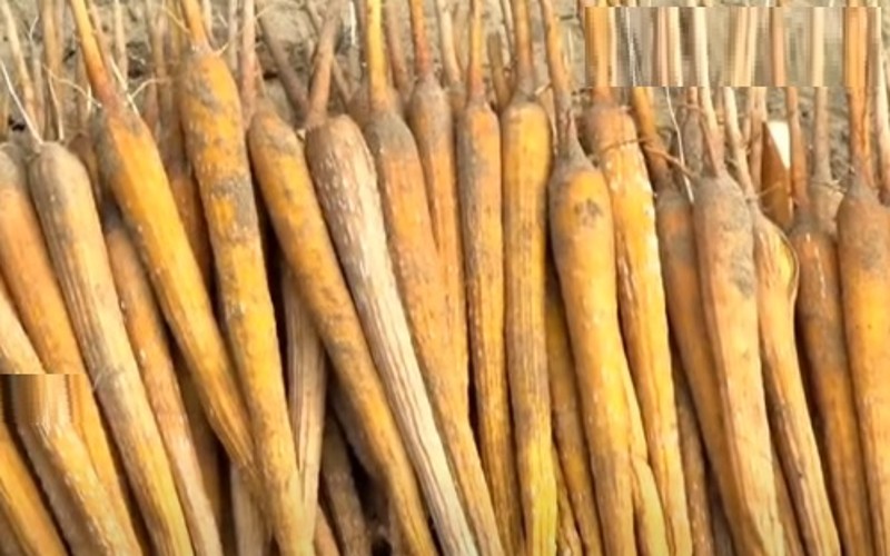 பொங்கல் பரிசுடன் பனங்கிழங்குகளை வழங்க பனைத்தொழிலாளர்கள் வலியுறுத்தல்!