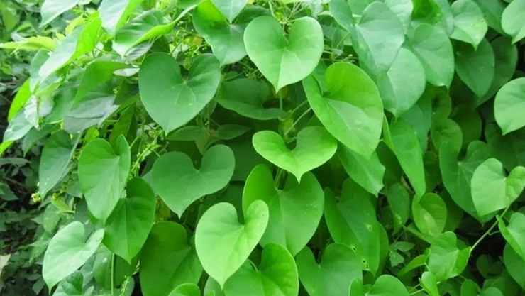 சீந்தில் கொடியின் மருத்துவ குணங்கள்!