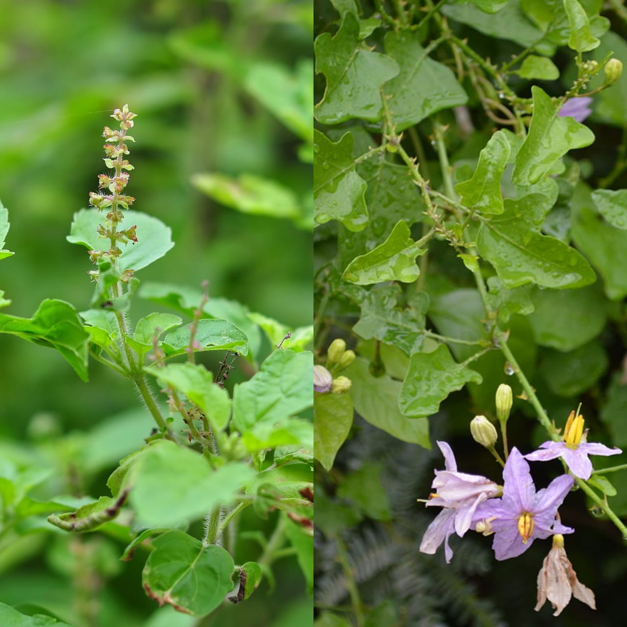 வீட்டில் வளர்க்க வேண்டிய மூலிகைகளும் அதன் பயன்களும்!