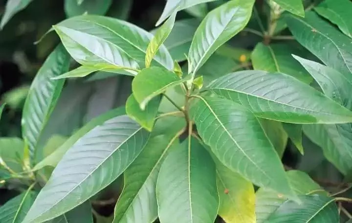 மூச்சுத் திணறலை சரி செய்யும் ஆடாதொடை...... மருத்துவ குணங்கள்!