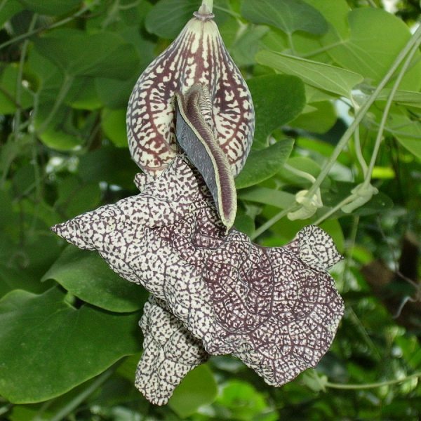 ஆடு தீண்டாப் பாளை மூலிகை பற்றி தெரியுமா?