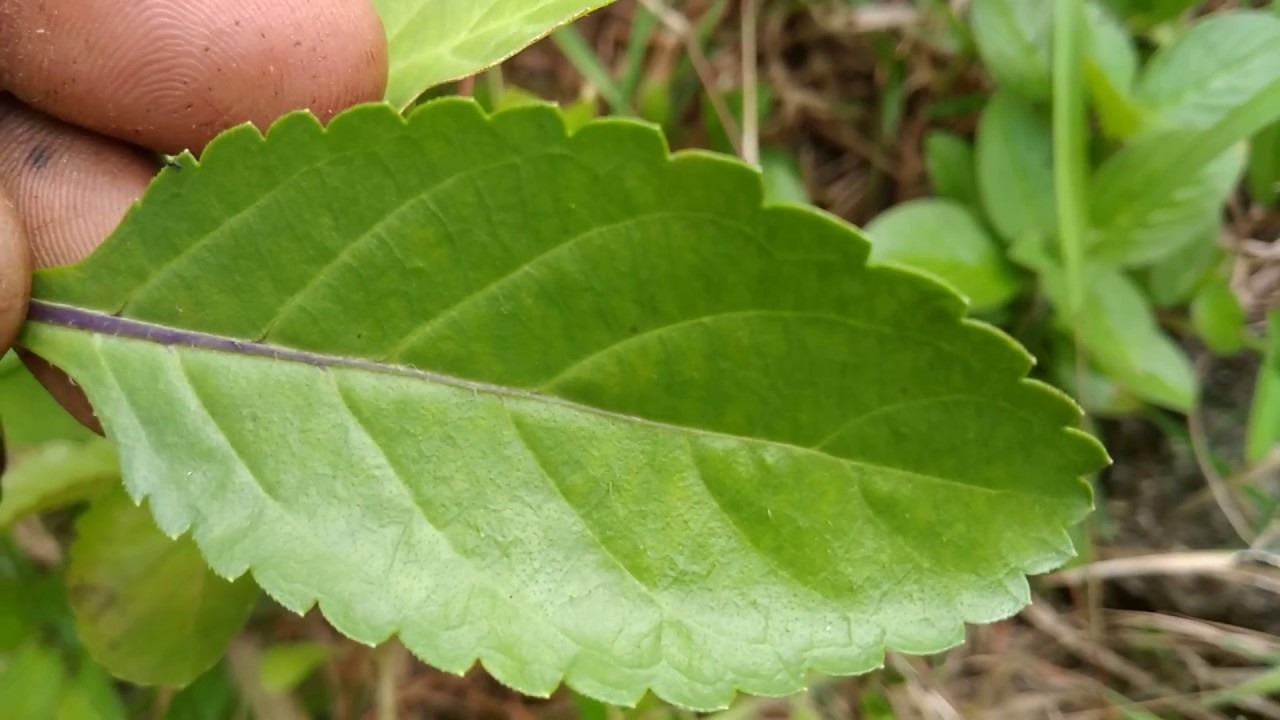 எழுத்தாணிப் பூண்டின் மருத்துவ குணங்கள்!