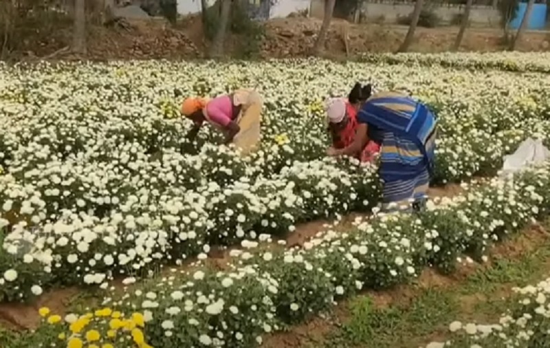 சாமந்தி பூக்கள் விலை சரிவால் விவசாயிகள் வேதனை!