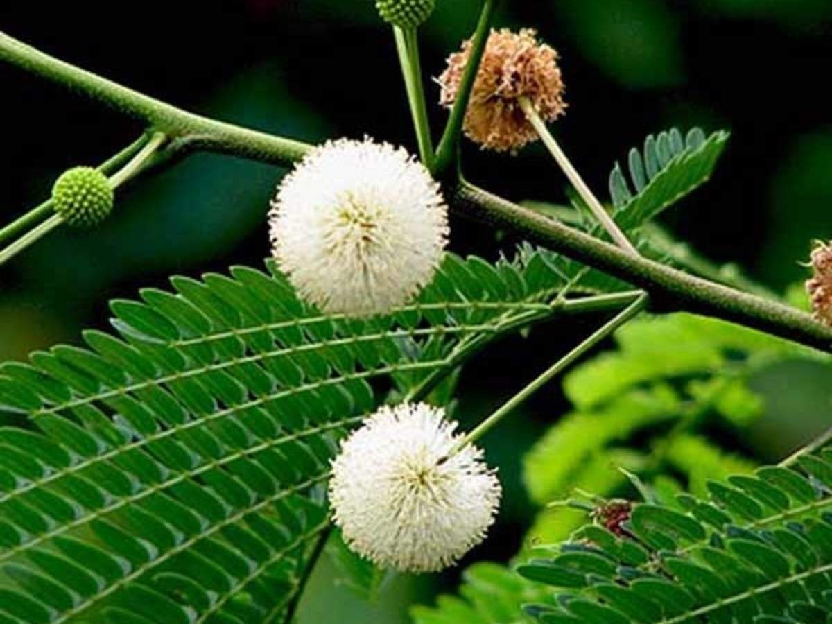 இண்டு மூலிகையின் மருத்துவ குணங்கள் பற்றி அறிவோம்!