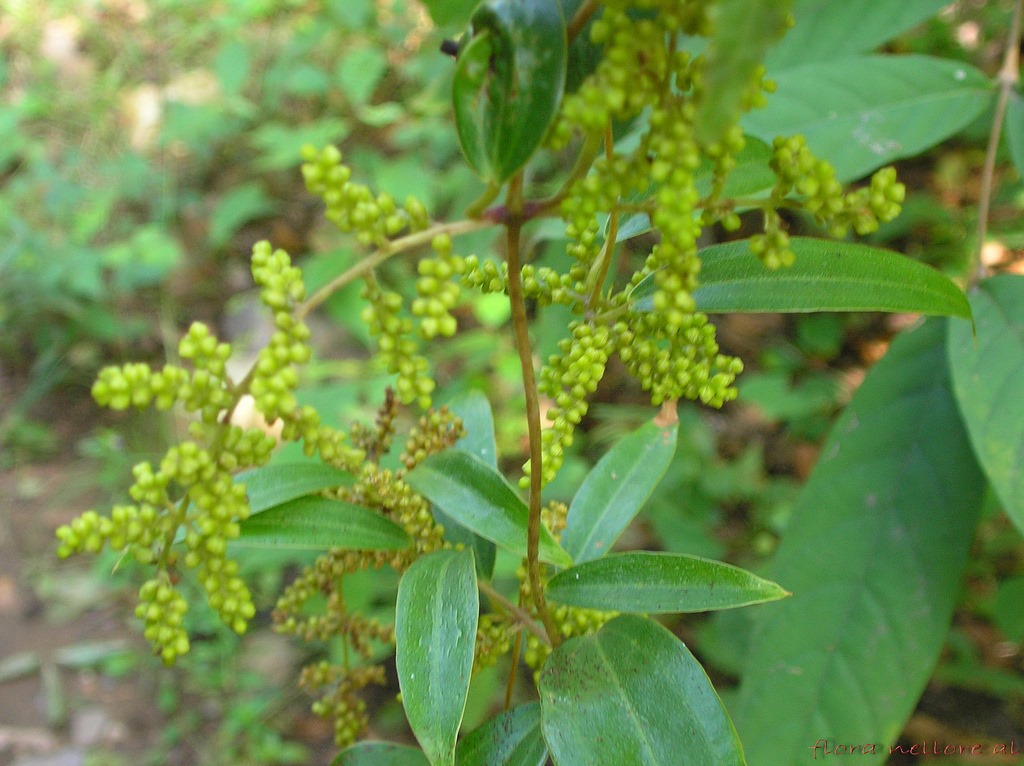 சீதபேதிக்கு மருந்தாகும் கட்டுக்கொடி மூலிகை!
