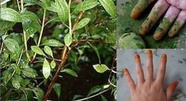 அழகுக்காக மட்டுமல்லாமல் உடல் ஆரோக்கியத்திற்காகவும் பயன்படும் மருதாணி!