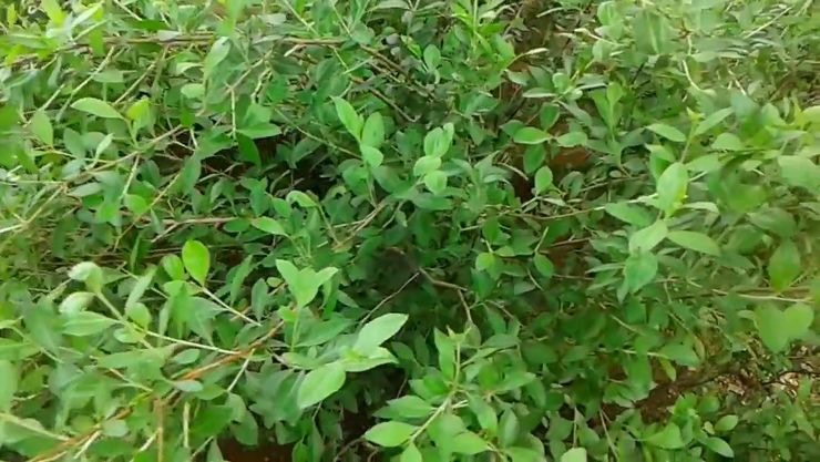 அழகுக்காக மட்டுமல்லாமல் உடல் ஆரோக்கியத்திற்காகவும் பயன்படும் மருதாணி!