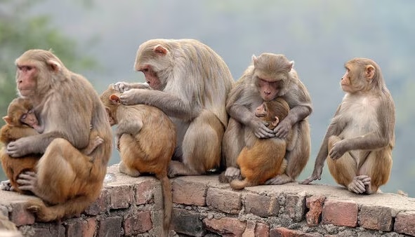 குரங்கு காய்ச்சலுக்கு இருவர் உயிரிழப்பு!