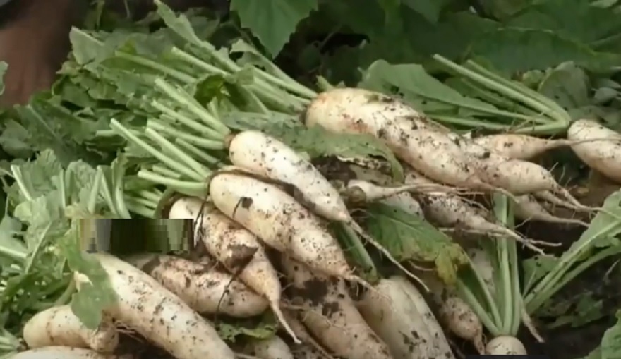 அடிமட்ட விலைக்கு விற்பனையாகும் முள்ளங்கி...விவசாயிகள் கவலை!