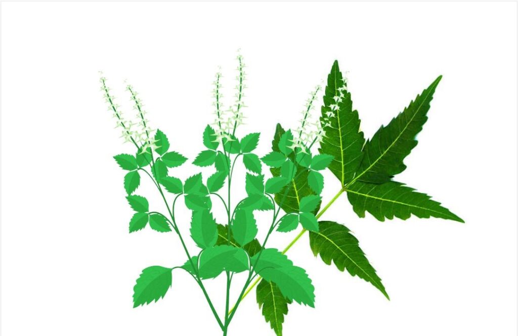 கல்லீரல் சம்பந்தமான நோய்களுக்கு தீர்வு இதோ!