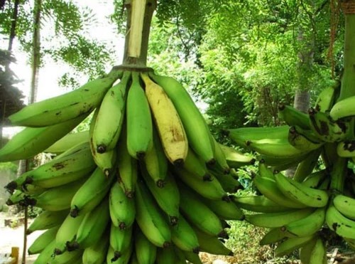 உடல் எடை அதிகரிக்க நேந்திரம் காய் கஞ்சி!