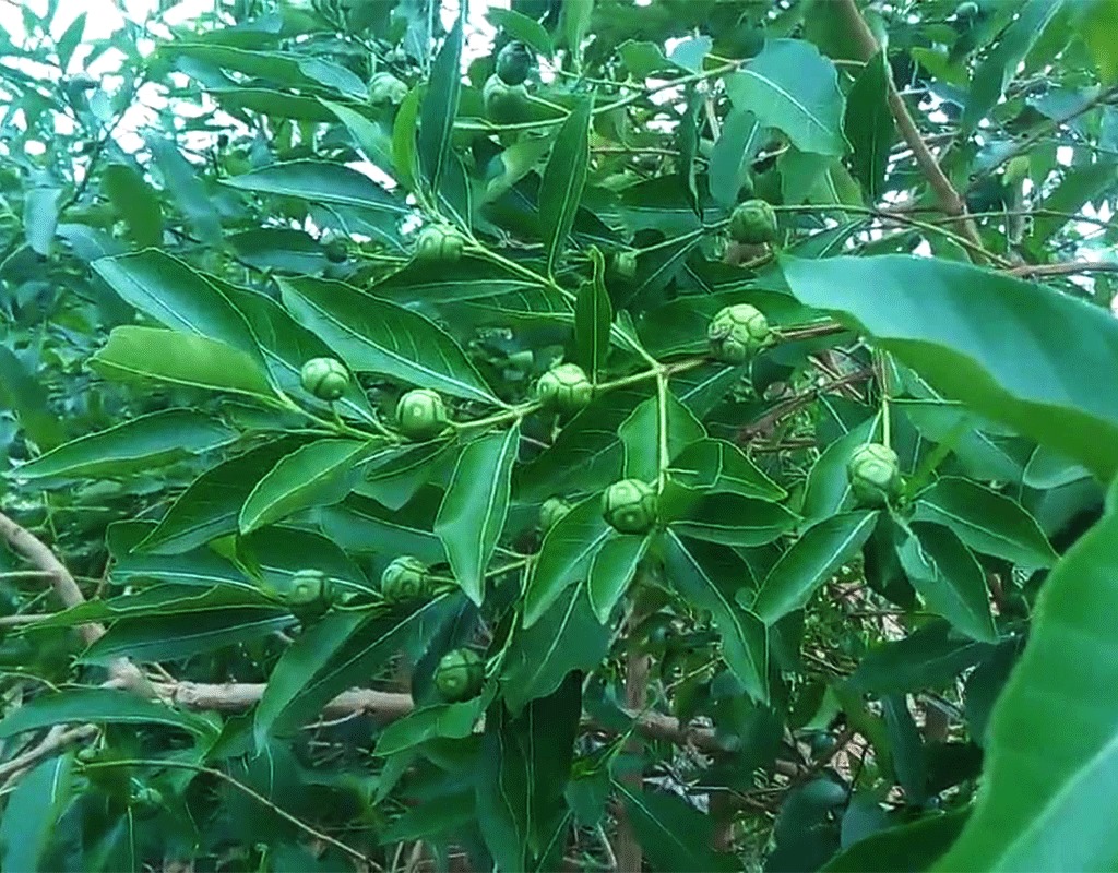 சருமத்தில் உண்டாகும் வெண் புள்ளியை குணமாக்கும் நுணா இலை மூலிகை!